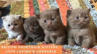 British Shorthair Kittens Playing  Cute and Adorable British Shorthair Cat Compilation [upl. by Aidas]