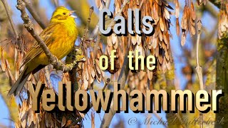 Yellowhammer Calls birds birdsounds [upl. by Brant]