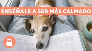 ¿Cómo tener un PERRO TRANQUILO ✅ 5 Consejos Efectivos y Fáciles [upl. by Ikairik571]