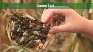 Corn Diseases Corn Smut [upl. by Eimas]