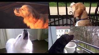 Dogs Imitating Sirens Supercut [upl. by Frazier]