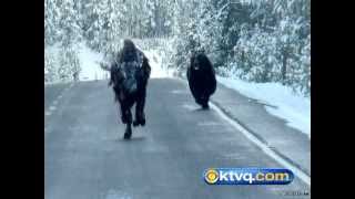 Wild Photos Capture Grizzly Chasing Bison in Yellowstone National Park  BEAR VS BISON [upl. by Arabel663]