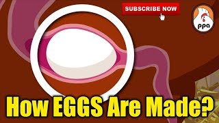 How EGGS Are Formed Inside The Chicken [upl. by Akcimehs]