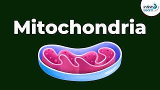 Mitochondria  Powerhouse of the Cell  Dont Memorise [upl. by Mongeau]