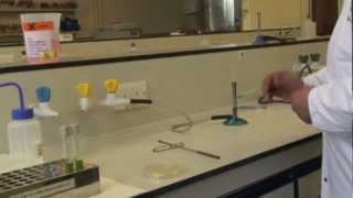 Microbiology Preparing an Inoculum [upl. by Hsur321]