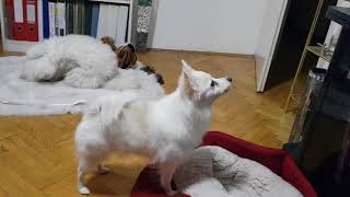 GERMAN SPITZ BARKING AT TV FULL WITH ANIMALS [upl. by Foah]