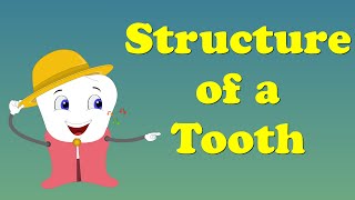 Tooth Structure  aumsum kids science education children [upl. by Tatia148]