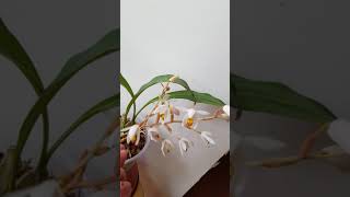 coelogyne pachystachya [upl. by Jessey]