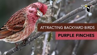 Attracting Backyard Birds Purple Finches [upl. by Questa329]