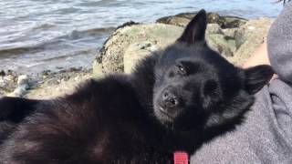 Schipperke dog tired after a long swim [upl. by Ise]