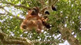 A Dangerous Rescue  Orangutan Diary  BBC Earth [upl. by Yecaj]