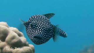 Plongée sousmarine à Tahiti Et Ses Îles [upl. by Leta]