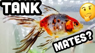 Fancy Fantail Goldfish Tank Mates [upl. by Silvanus359]