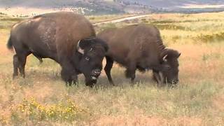 Bison sounds closeup in Montana [upl. by Chuch662]