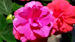 Rockapulco Double Impatiens From Proven Winners Shade Loving Plants [upl. by Longan]