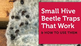 Small Hive Beetle Traps That Work amp How to Use Them [upl. by Amor]