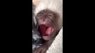 Baby gibbon yawn [upl. by Gnel312]