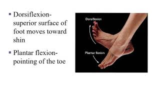 Dorsiflexion Plantar Flexion Inversion and Eversion [upl. by Accissej]