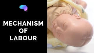 Mechanism of Labour amp Fetal Positions  OSCE Guide  UKMLA  CPSA  PLAB 2 [upl. by Burgwell254]