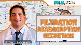 Renal  Filtration Reabsorption and Secretion Overview [upl. by Enovahs]