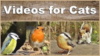 Videos for Cats to Watch  The Ultimate Birds and Squirrels Video  2 HOURS [upl. by Donaugh805]