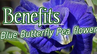 Health benefits of Blue Butterfly Pea flowers  Clitoria Ternatea  Herbal [upl. by Irac]