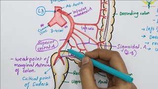 Inferior Mesenteric ArteryIMA  Abdominal Aorta Branch  Hindgut Blood Supply [upl. by Iphagenia]