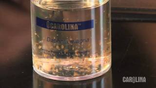 How to Care for Daphnia [upl. by Bram]