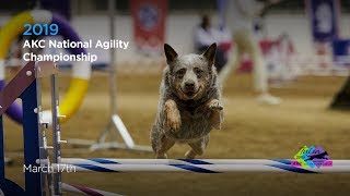 AKC 2019 National Agility Championships [upl. by Eiralih78]