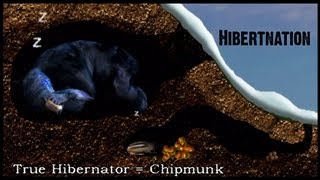 What does Hibernation mean to a Black Bear [upl. by Summers]