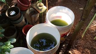 How to grow Green Water Algae [upl. by Ainav293]