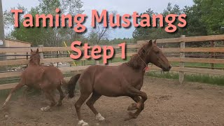 Mustang Training Step 1 First Touches and Feeding [upl. by Ahsemac591]