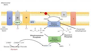 GlycerolPhosphate Shuttle  NADH Electron Transport Chain and ATP Yield [upl. by Eciram]