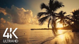 8 HOURS Calm Ocean Waves Sounds  Tropical Beach Sunrise 4K Video [upl. by Britton]