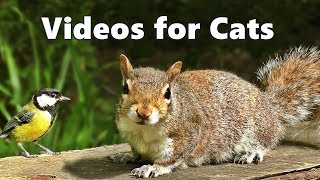 Videos for Cats to Watch  Squirrels and Birds Spectacular [upl. by Leachim881]