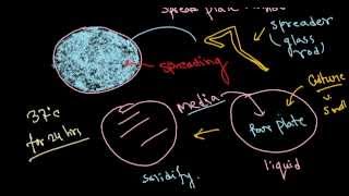 Bacterial culture [upl. by Paymar]