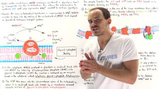 Glycerol 3Phosphate Shuttle [upl. by Nilde]