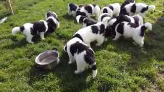 Landseer Newfoundland puppies 6 weeks old [upl. by Adyela61]