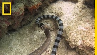 Watch Sea Snake Swallows Eel Whole  National Geographic [upl. by Assillam712]