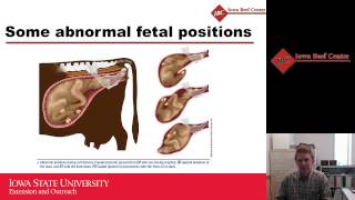 Calving Management in FirstCalf Heifers and Beef Cows [upl. by Moneta631]