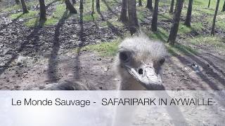 Le Monde Sauvage  SAFARIPARK IN AYWAILLE 20180407 [upl. by Anaes]