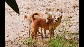 Street Dog Mating In Field  Animal Season [upl. by Agretha]