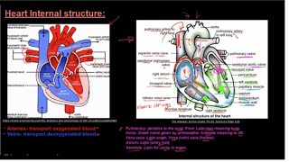 Grade 10 Life Sciences Human Transport System Part 3 Heart Internal Structure [upl. by Laicram]