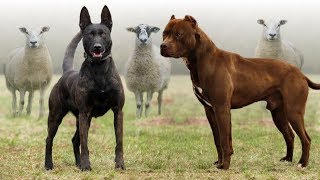 These Are 10 Best Farm Dog Breeds [upl. by Domella516]