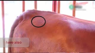 intramuscular injection technique in cattle [upl. by Sdlonyer]