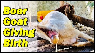 Goat giving birth  full video [upl. by Eiboj875]