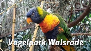 Vogelpark Walsrode [upl. by Trevar]