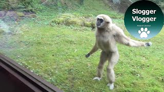 Funny Gibbons Intrigued By Puppy Guide Dog In Training [upl. by Aloiv]