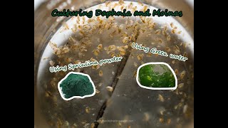 How To Culture Daphnia and Moinas using Green Water Spirulina powder [upl. by Inatirb844]