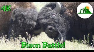 The American Bison Everything You Neeed To Know 4K [upl. by Amelus168]